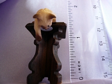 Siamese cat
